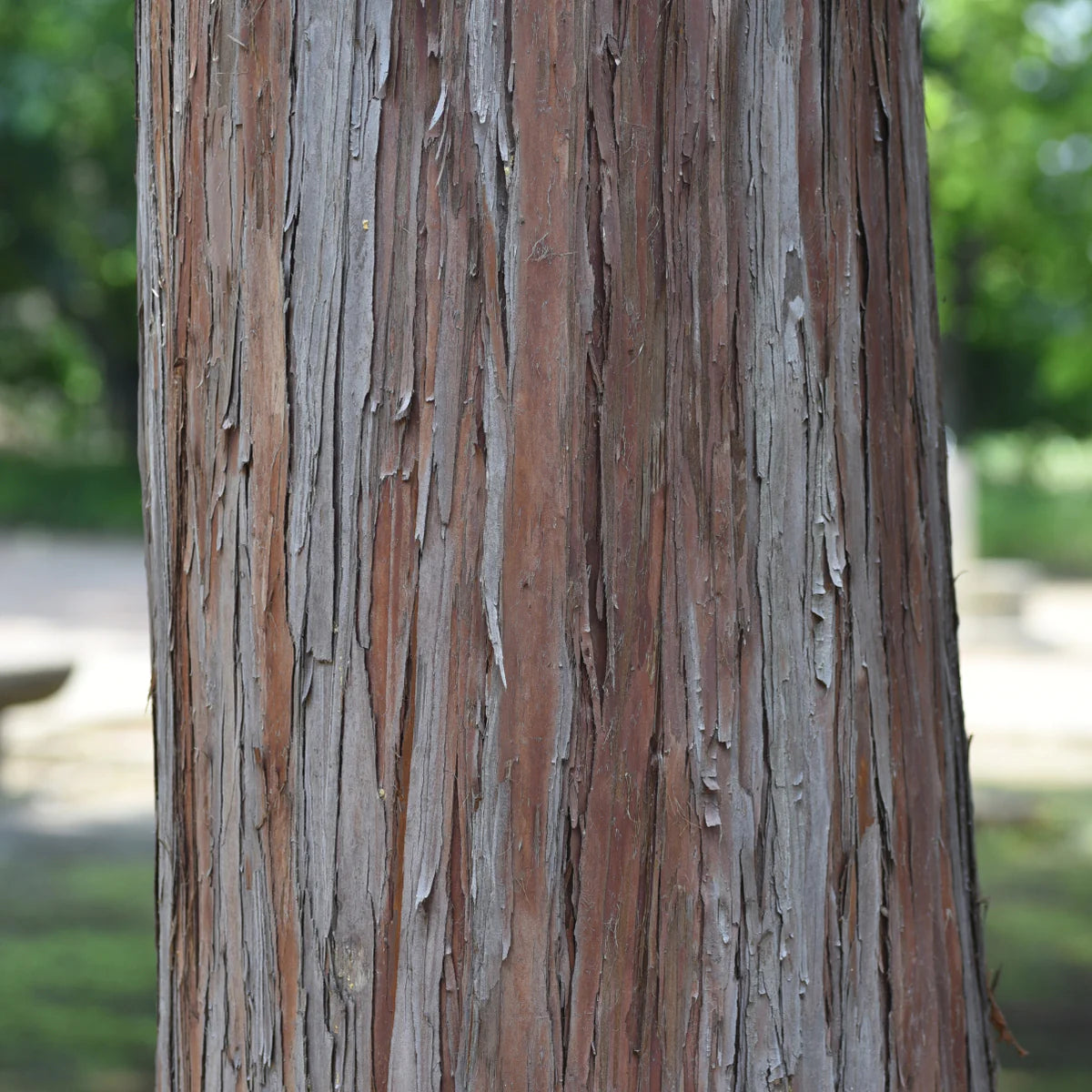 Hinoki