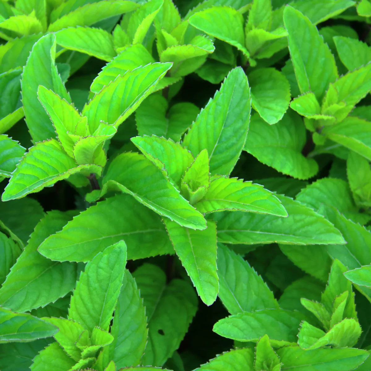 Wa hakka (JAPANESE MINT)