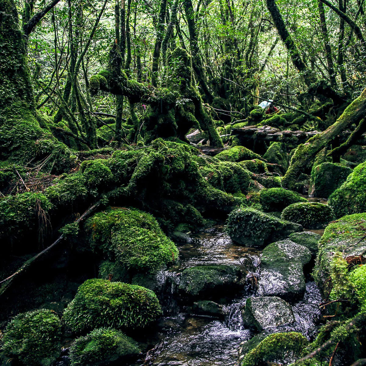 JAPANESE YAKUSUGI ESSENTIAL OIL